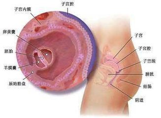 试管婴儿,多囊卵巢